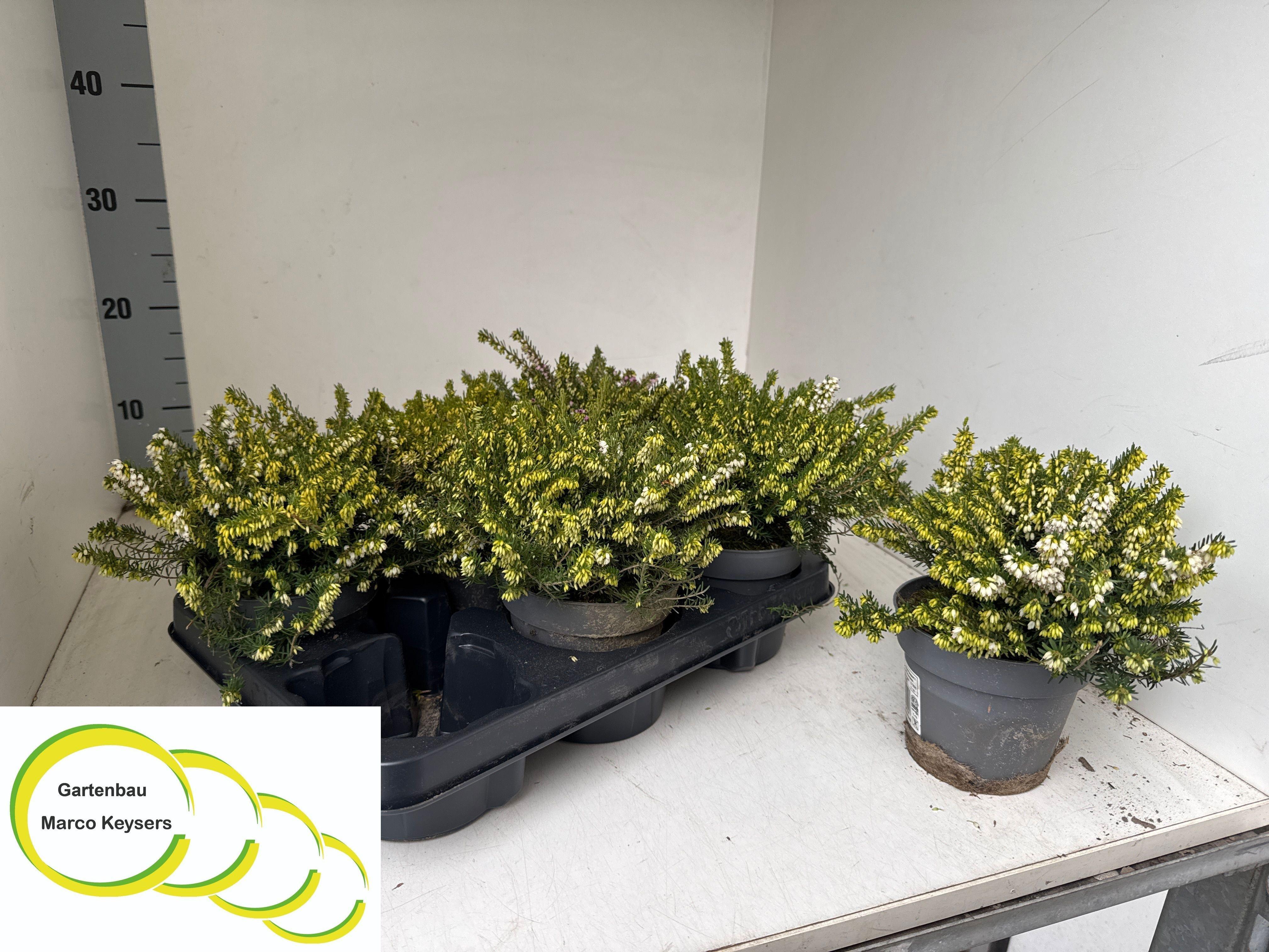 Горшечные цветы и растения оптом Erica Dar. White Perfection от 6шт из Голландии с доставкой по России