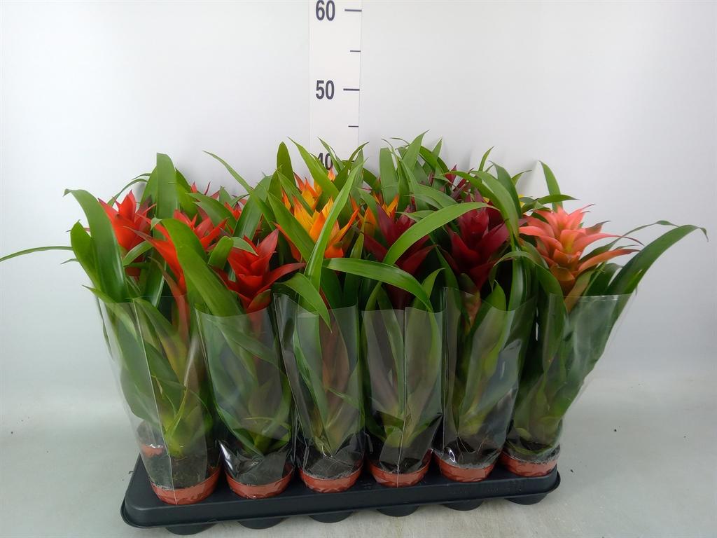 Горшечные цветы и растения оптом Guzmania Mix от 18шт (для телеги) из Голландии с доставкой по России