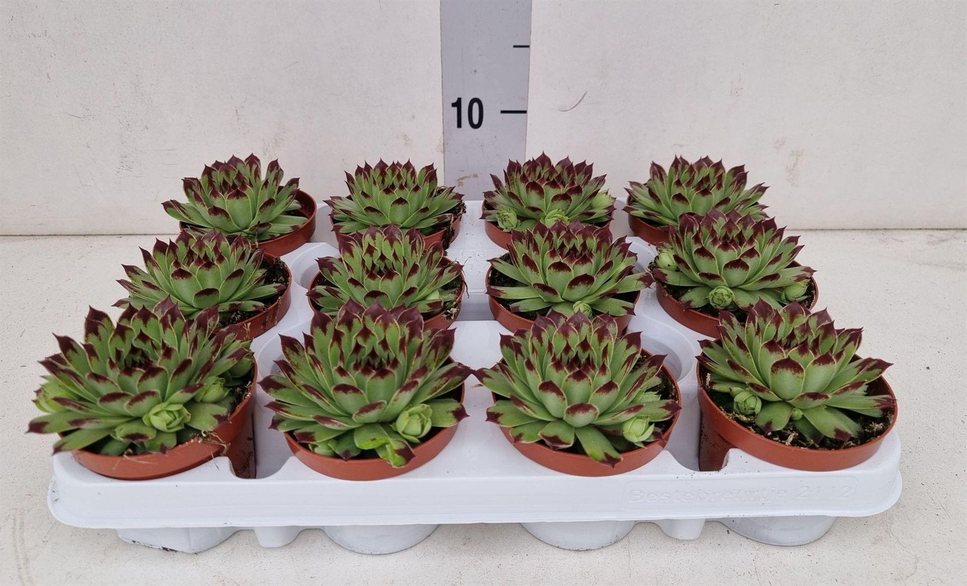 Горшечные цветы и растения оптом Sempervivum ... от 12шт (для телеги) из Голландии с доставкой по России
