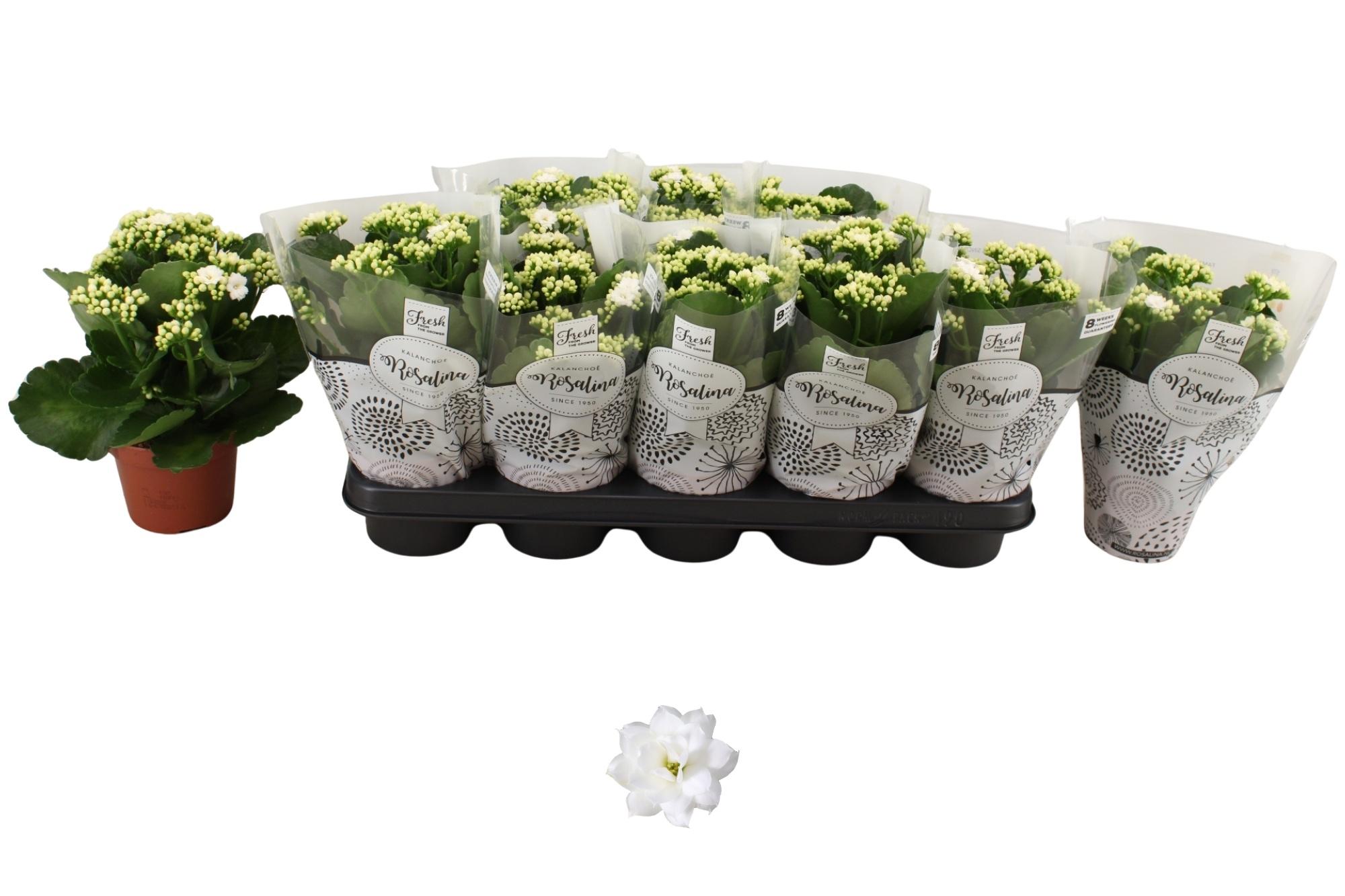 Горшечные цветы и растения оптом Kal Ge Don Dione от 10шт из Голландии с доставкой по России