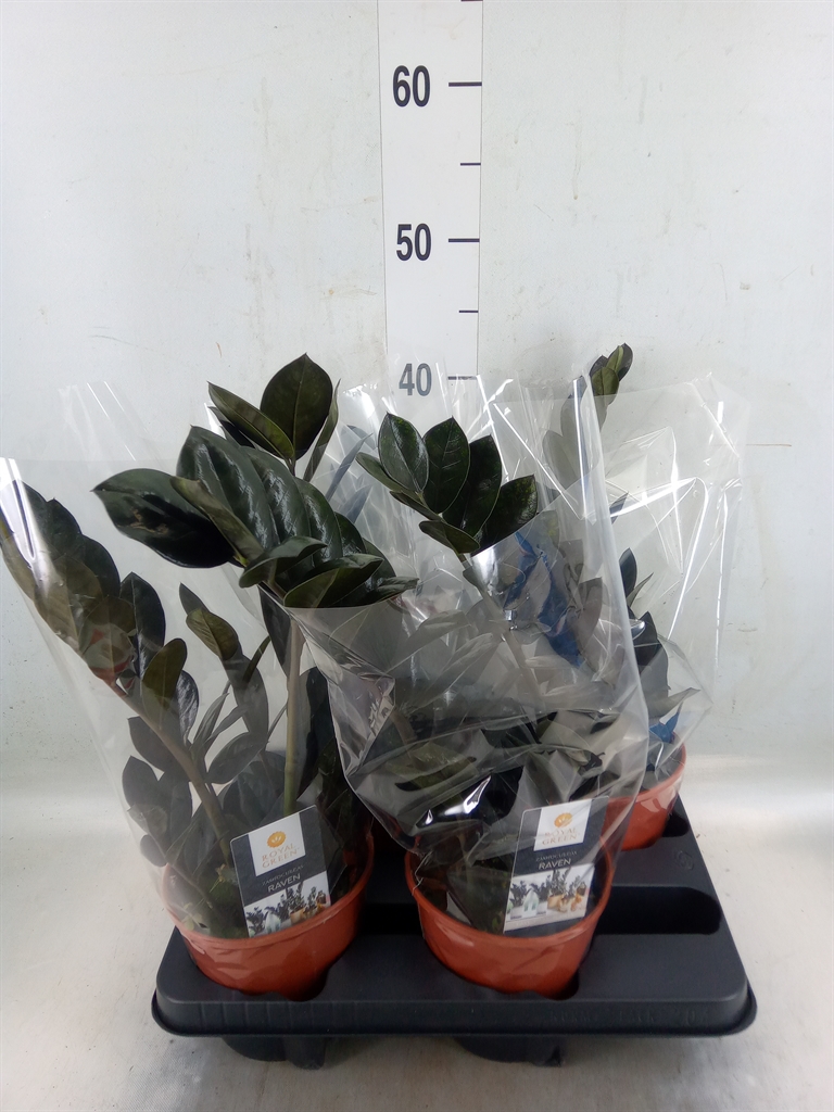 Горшечные цветы и растения оптом Zamioculcas Raven 3+ от 4шт из Голландии с доставкой по России