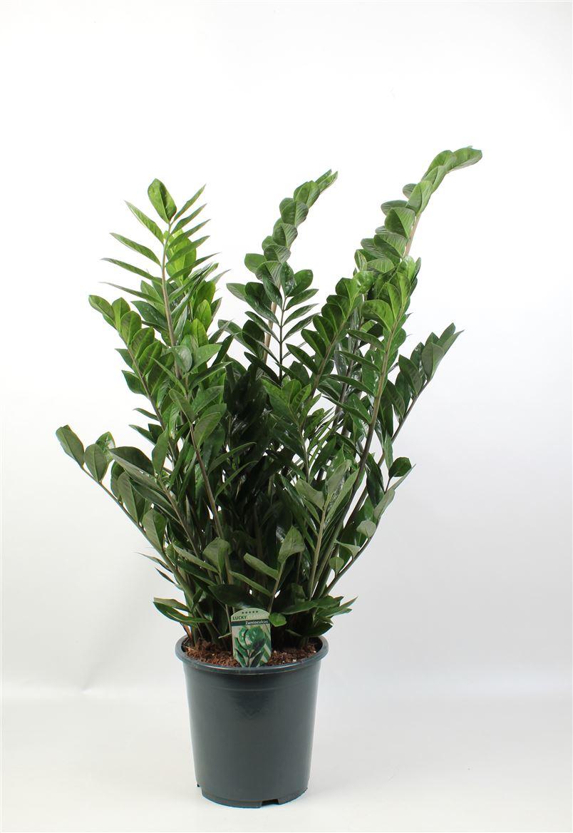 Горшечные цветы и растения оптом Zamioculcas Lucky Classic 12+ от 1шт из Голландии с доставкой по России