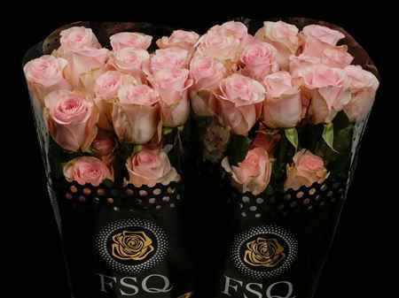 Срезанные цветы оптом Rosa ec novia от 40шт из Голландии с доставкой по России
