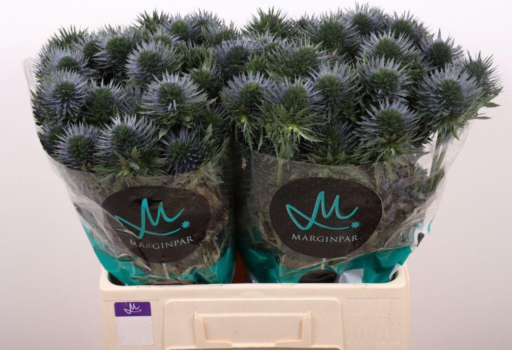 Срезанные цветы оптом Eryngium scorpius questar от 20шт из Голландии с доставкой по России