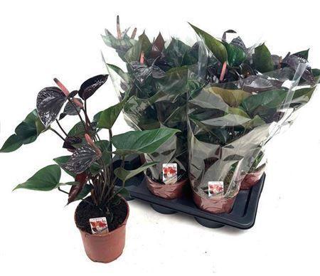 Горшечные цветы и растения оптом Anth An Beauty Black 4+ от 6шт из Голландии с доставкой по России