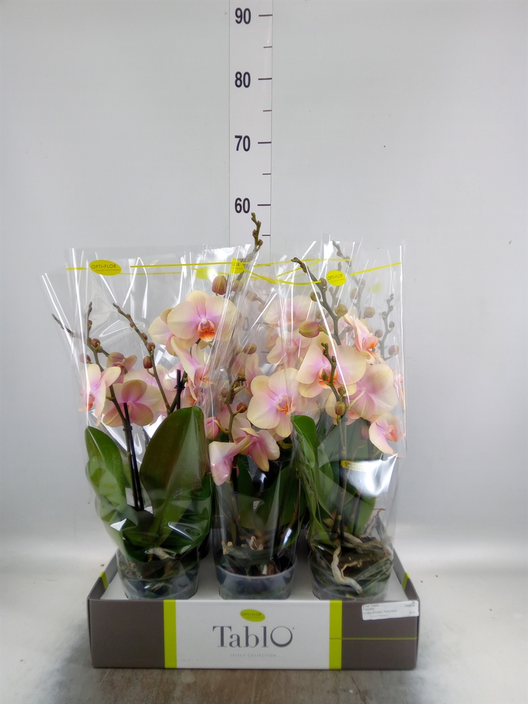 Горшечные цветы и растения оптом Phalaenopsis   ...yellow от 6шт из Голландии с доставкой по России