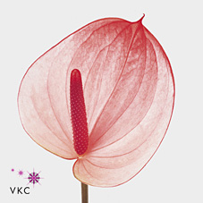 Срезанные цветы оптом Anthurium maxima elegance от 12шт из Голландии с доставкой по России