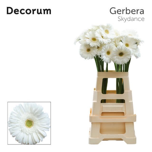 Срезанные цветы оптом Gerbera skydance от 40шт из Голландии с доставкой по России