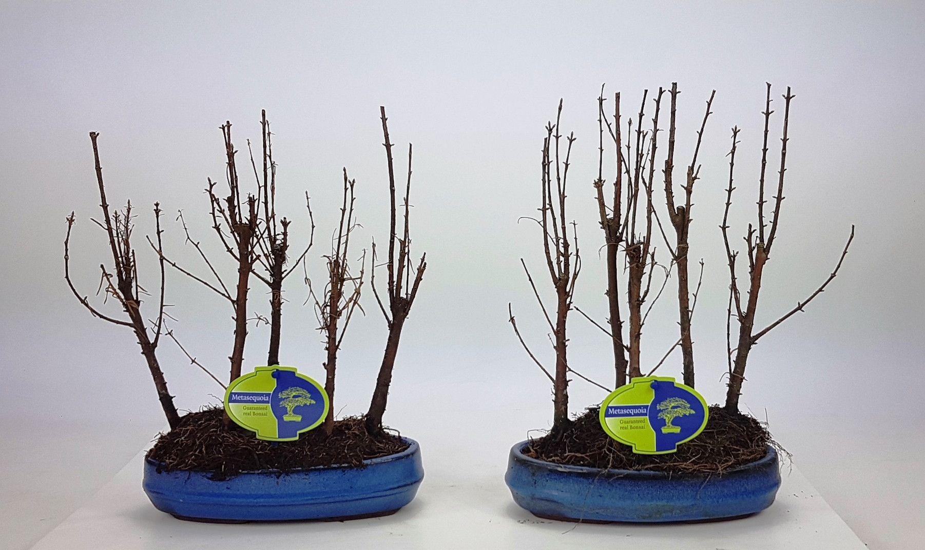 Горшечные цветы и растения оптом Bonsai Metasequoia Glyptostroboides, от 5шт из Голландии с доставкой по России