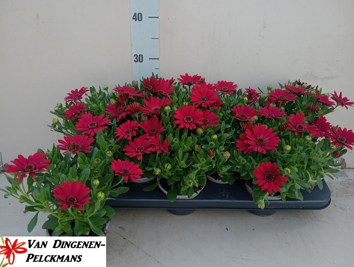 Горшечные цветы и растения оптом Osteo Fp Red от 12шт из Голландии с доставкой по России