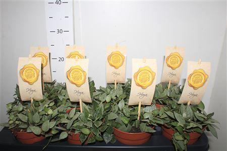 Горшечные цветы и растения оптом Hoya Kr Eskimo от 8шт из Голландии с доставкой по России