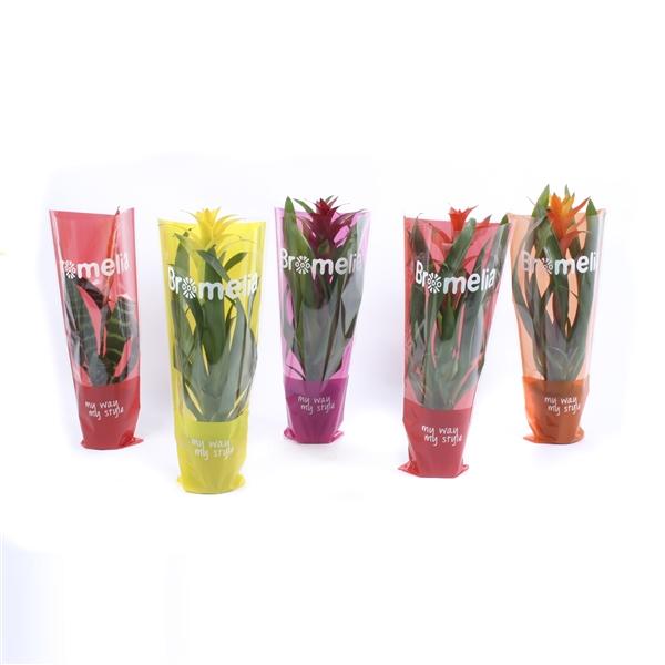 Горшечные цветы и растения оптом Bromelia Original Mix In Sleeve от 10шт из Голландии с доставкой по России