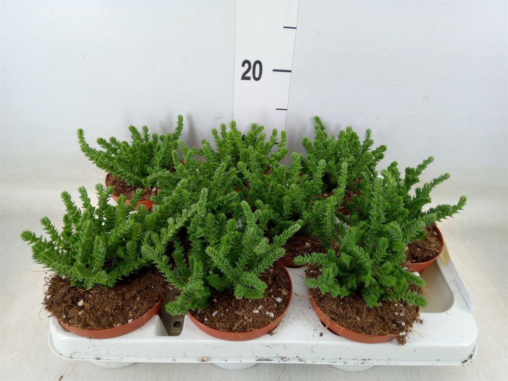 Горшечные цветы и растения оптом Crassula   ... от 9шт из Голландии с доставкой по России