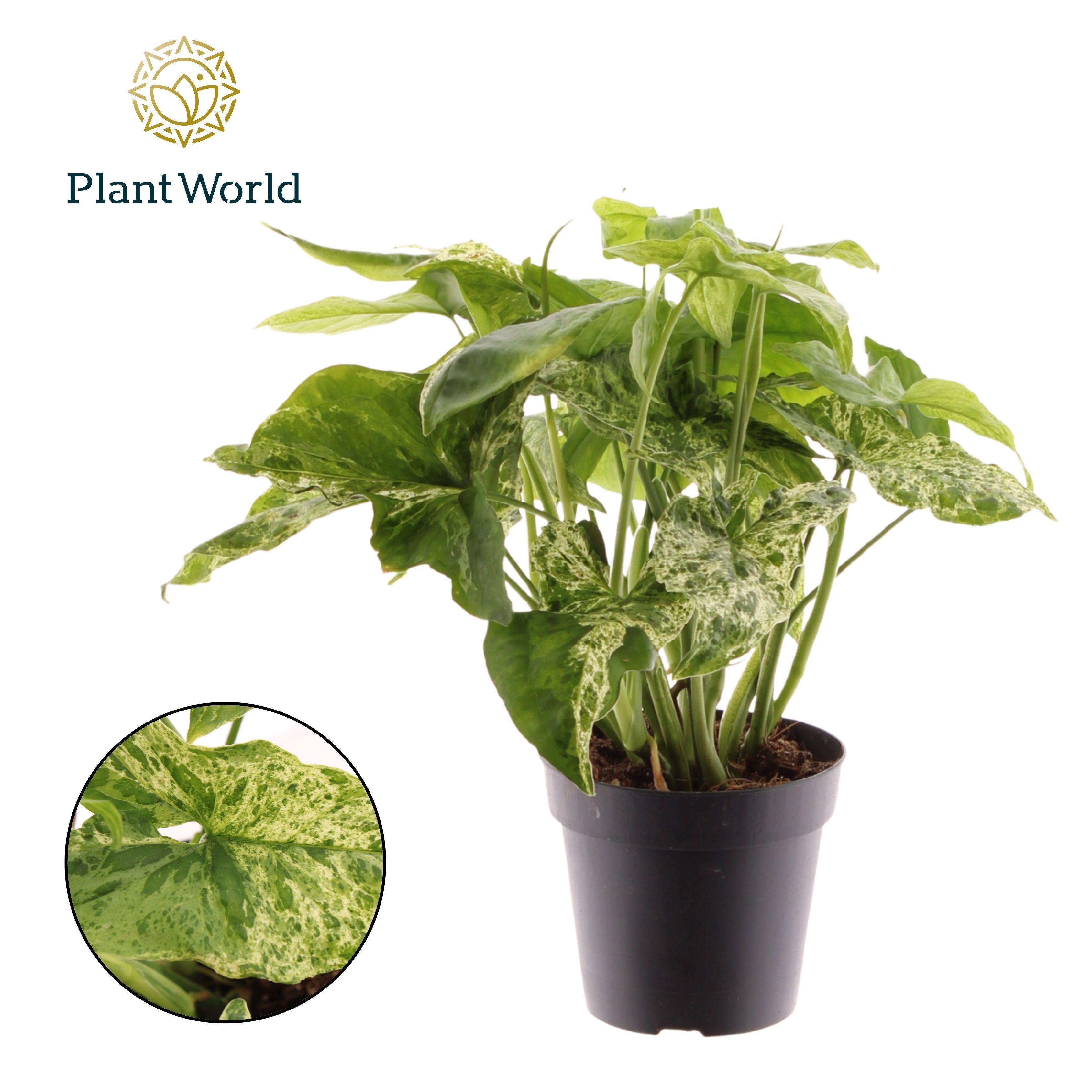 Горшечные цветы и растения оптом Syngonium Mottled от 10шт из Голландии с доставкой по России