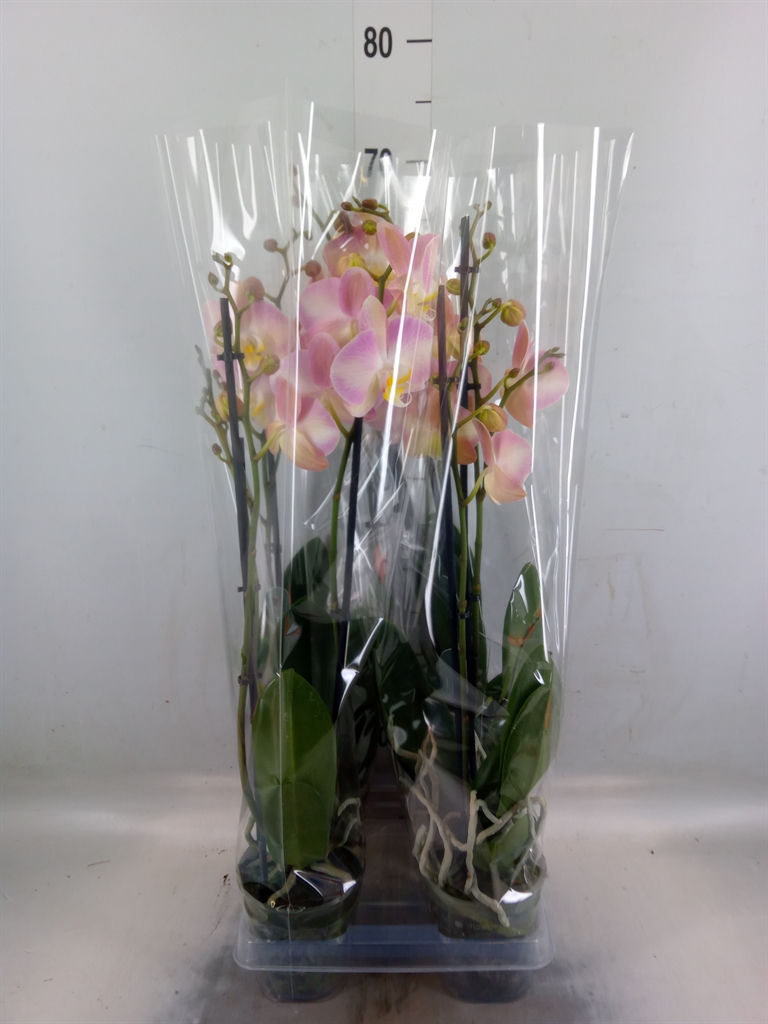 Горшечные цветы и растения оптом Phalaenopsis   ...rose от 4шт из Голландии с доставкой по России