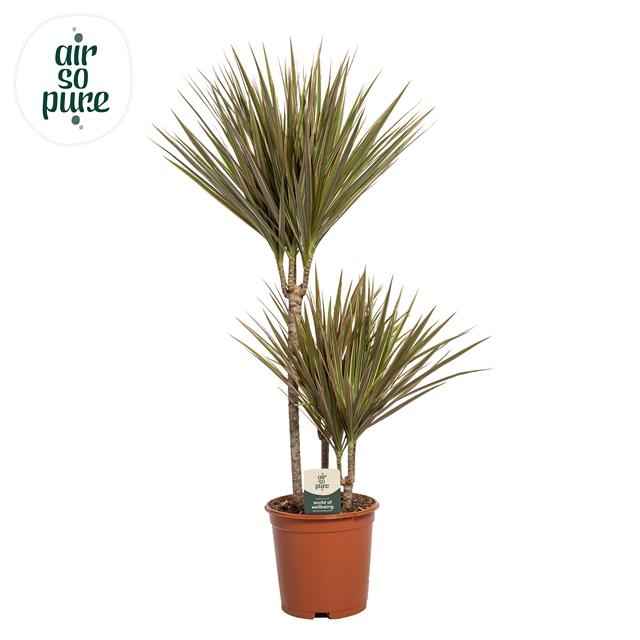 Горшечные цветы и растения оптом Dracaena Bicolor от 1шт из Голландии с доставкой по России