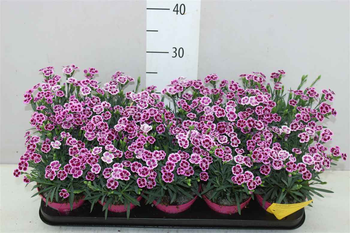 Горшечные цветы и растения оптом Dianthus Pink Kisses от 10шт из Голландии с доставкой по России