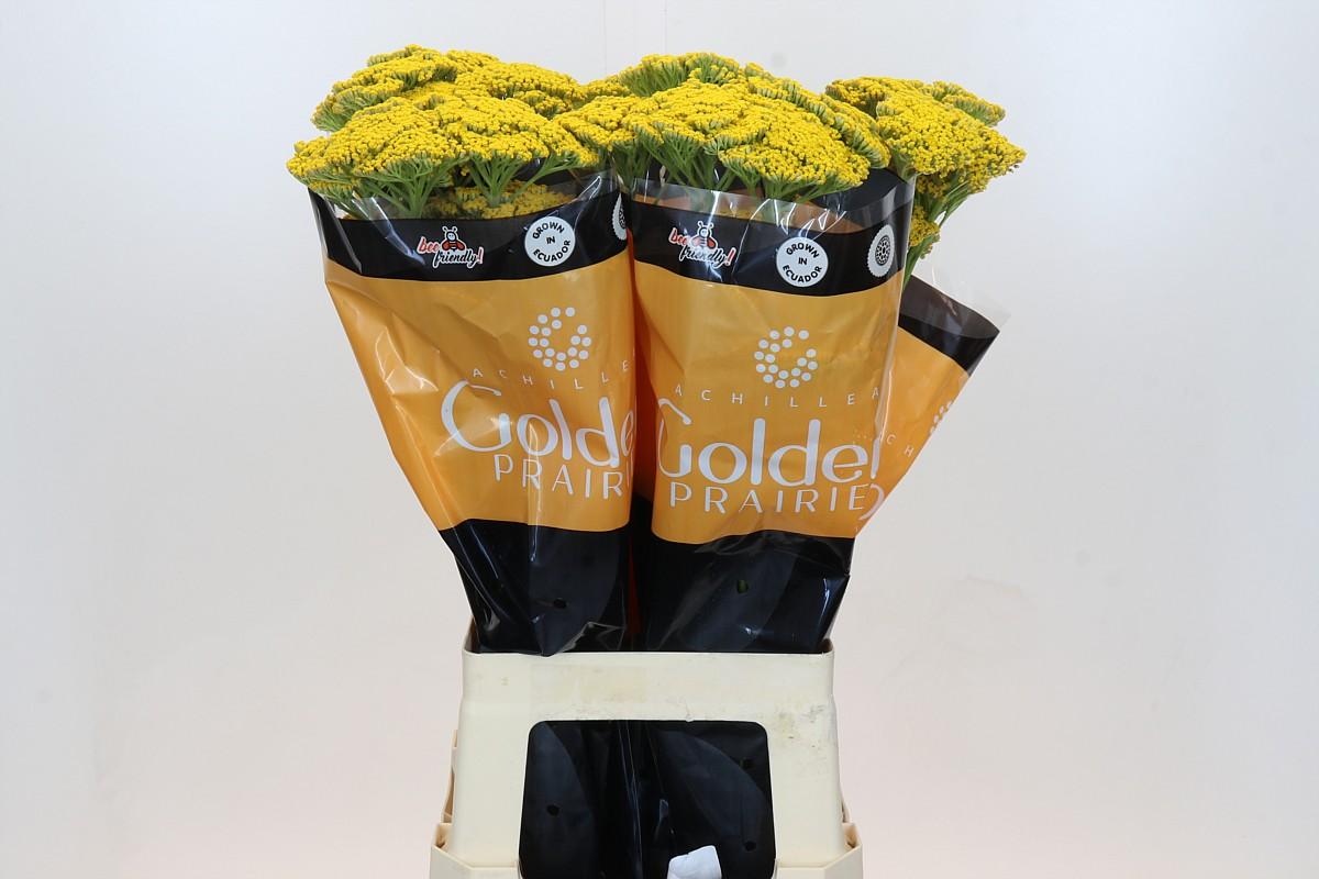 Срезанные цветы оптом Achillea golden prairie от 60шт из Голландии с доставкой по России