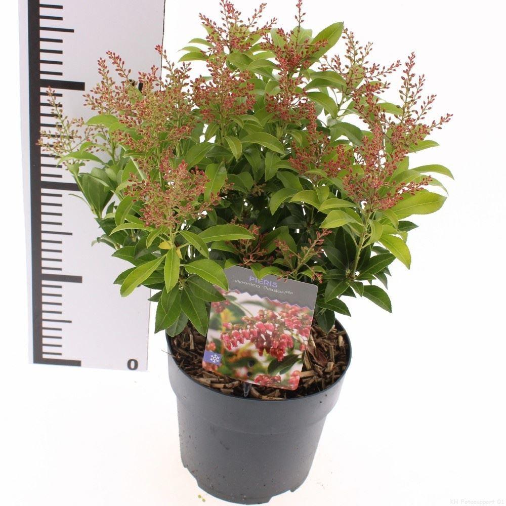 Горшечные цветы и растения оптом Pieris Japonica от 3шт из Голландии с доставкой по России