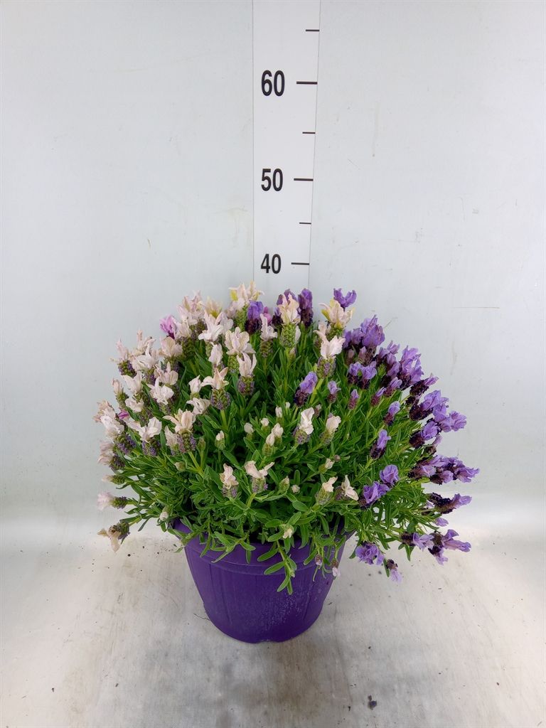 Горшечные цветы и растения оптом Lavandula Stoec. от 1шт из Голландии с доставкой по России
