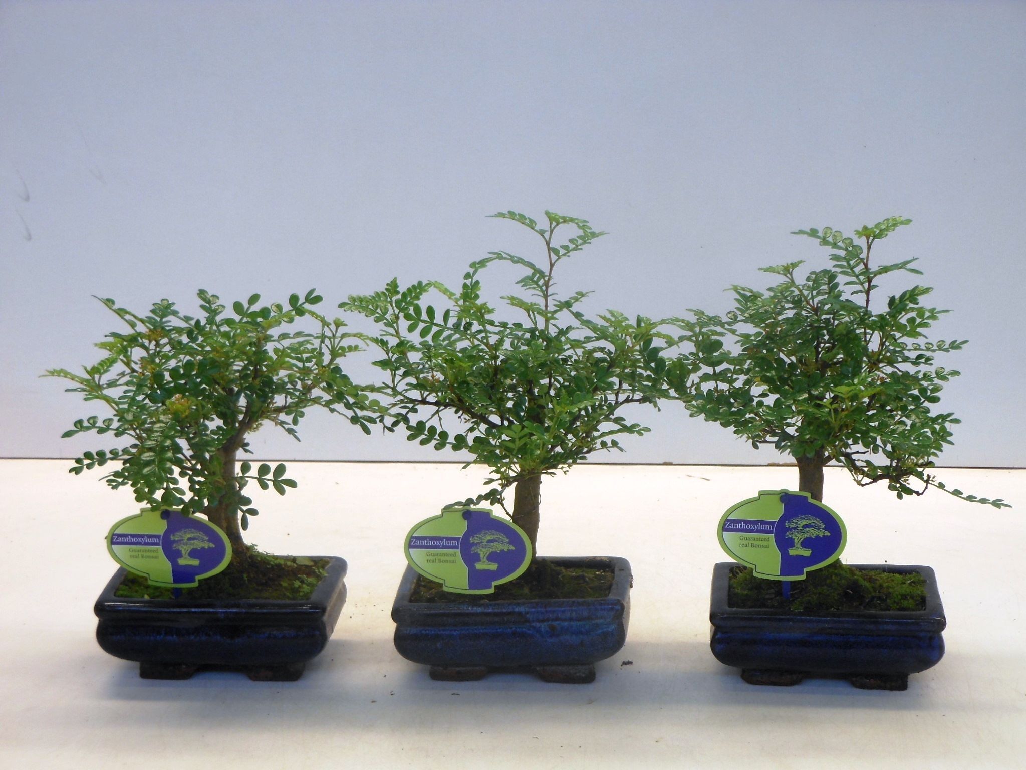 Горшечные цветы и растения оптом Zanthoxylum Piperitum Broom Without Dip Tra от 10шт из Голландии с доставкой по России