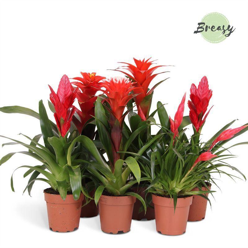 Горшечные цветы и растения оптом Bromelia Red Mix от 10шт из Голландии с доставкой по России