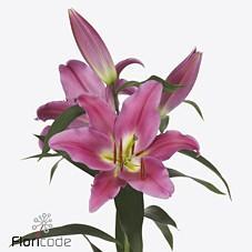 Срезанные цветы оптом Lilium or valdosta от 40шт из Голландии с доставкой по России