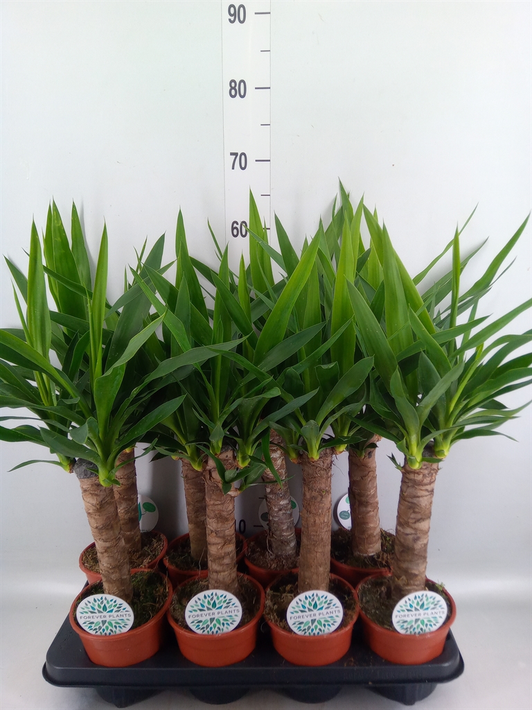 Горшечные цветы и растения оптом Yucca   ... от 8шт из Голландии с доставкой по России