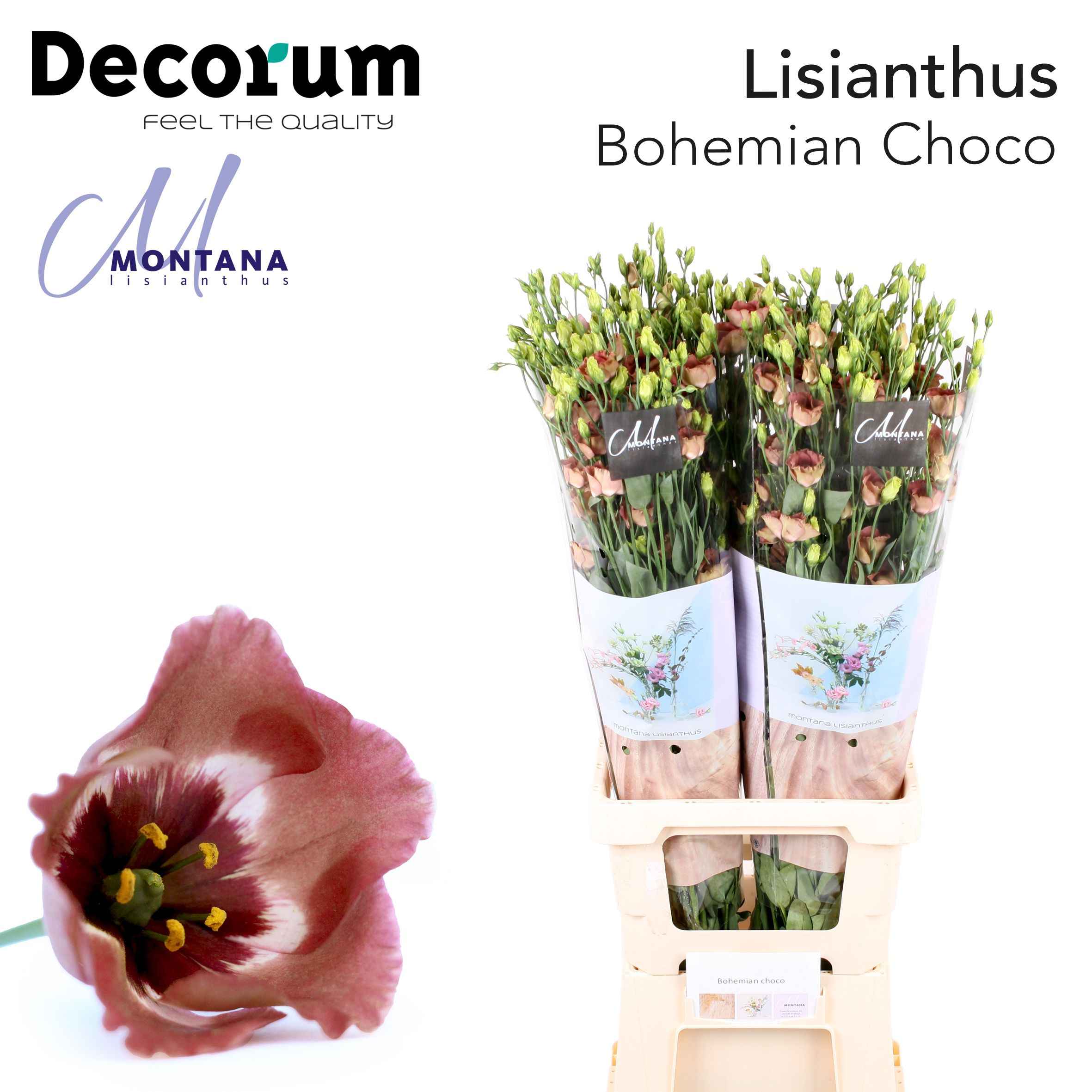 Срезанные цветы оптом Lisianthus si bohemian choco от 20шт из Голландии с доставкой по России