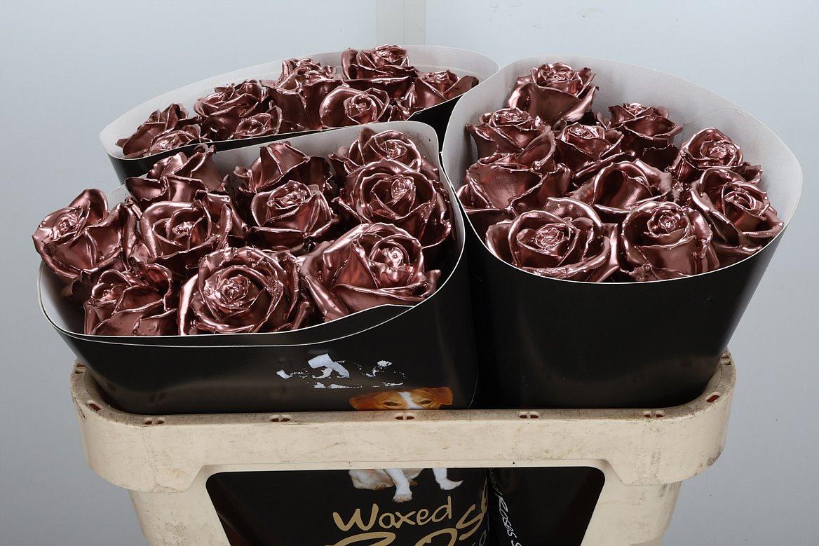 Срезанные цветы оптом Rosa large wax copper от 30шт из Голландии с доставкой по России