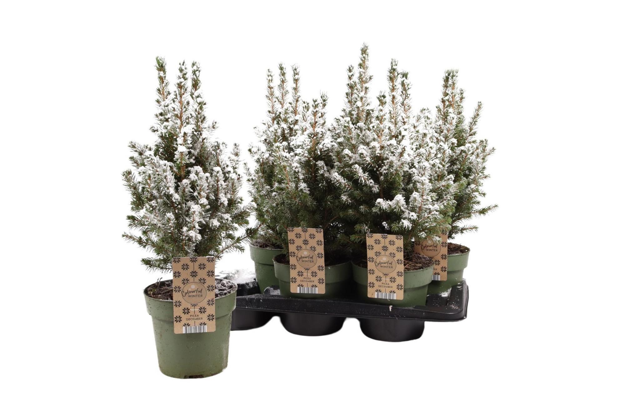 Горшечные цветы и растения оптом Picea Gl December от 6шт из Голландии с доставкой по России