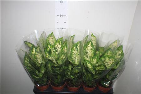 Горшечные цветы и растения оптом Dieff Camilla от 10шт из Голландии с доставкой по России