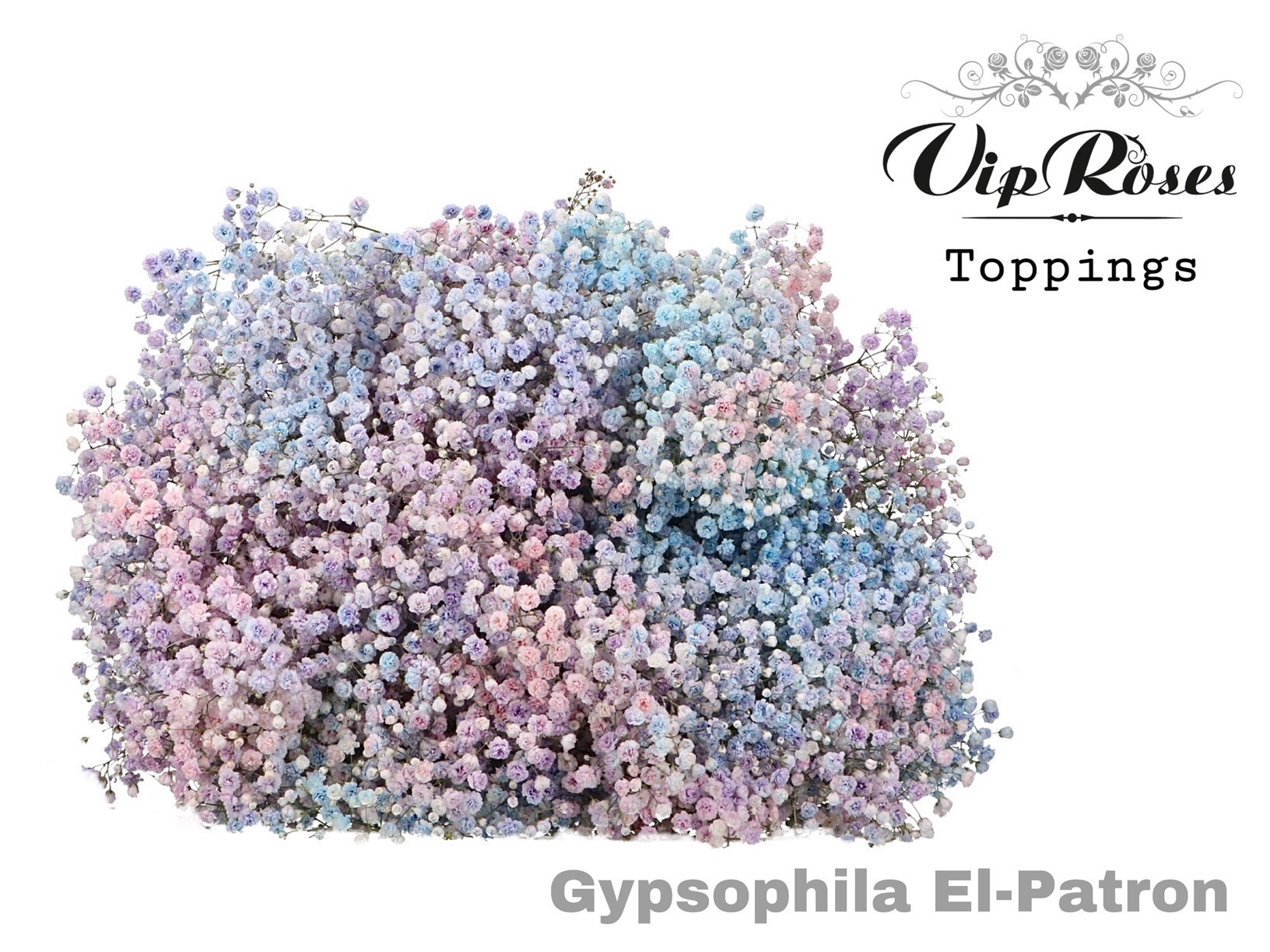 Срезанные цветы оптом Gyps large paint el patron от 25шт из Голландии с доставкой по России