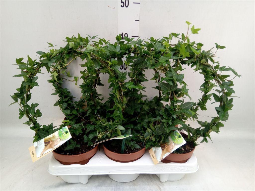 Горшечные цветы и растения оптом Hedera   ...green Leafed от 6шт из Голландии с доставкой по России