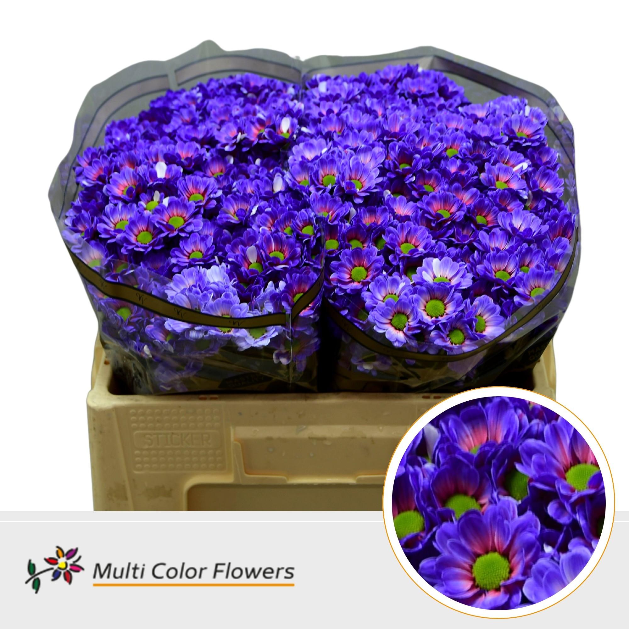 Срезанные цветы оптом Chrys sa paint bowie bubblegum от 50шт из Голландии с доставкой по России