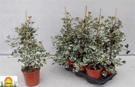 Горшечные цветы и растения оптом Fic Natal Sweetheart от 6шт из Голландии с доставкой по России