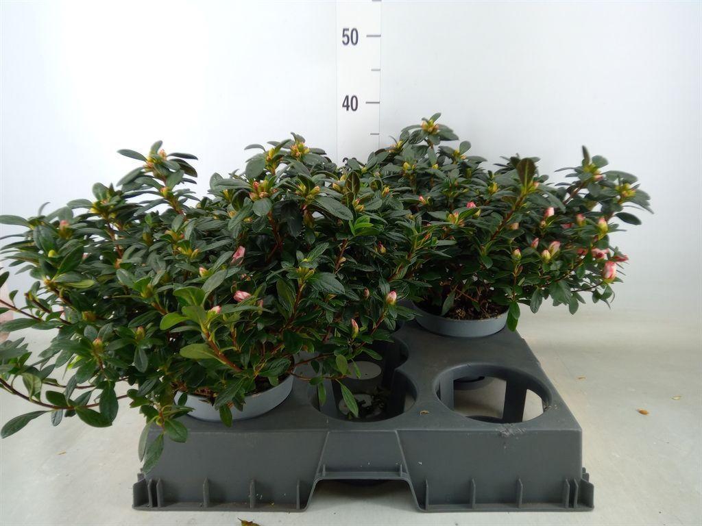 Горшечные цветы и растения оптом Rhododendron Sim.   ... от 2шт из Голландии с доставкой по России