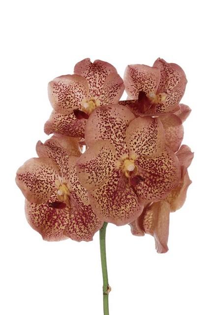 Срезанные цветы оптом Vanda sunanda leopard tangerine от 16шт из Голландии с доставкой по России