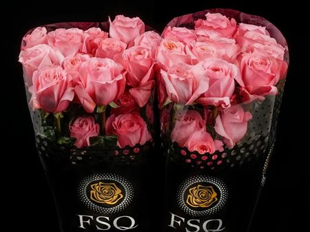 Срезанные цветы оптом Rosa ec pink xpression от 25шт из Голландии с доставкой по России