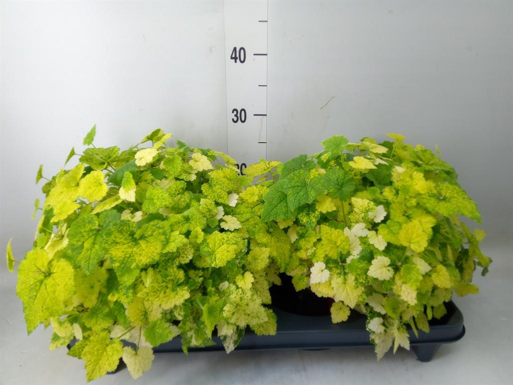 Горшечные цветы и растения оптом Tolmiea Menziesii   ...variegated от 2шт из Голландии с доставкой по России