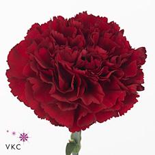 Срезанные цветы оптом Dianthus st zurigo от 360шт из Голландии с доставкой по России