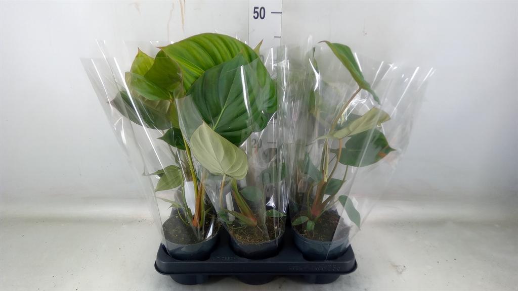 Горшечные цветы и растения оптом Philodendron   ... от 6шт' из Голландии с доставкой по России