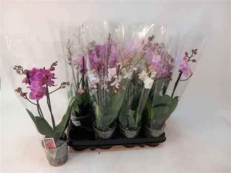 Горшечные цветы и растения оптом Phal Mf Gem 4 Kl 2 Branche 12+ Vertakt от 12шт из Голландии с доставкой по России