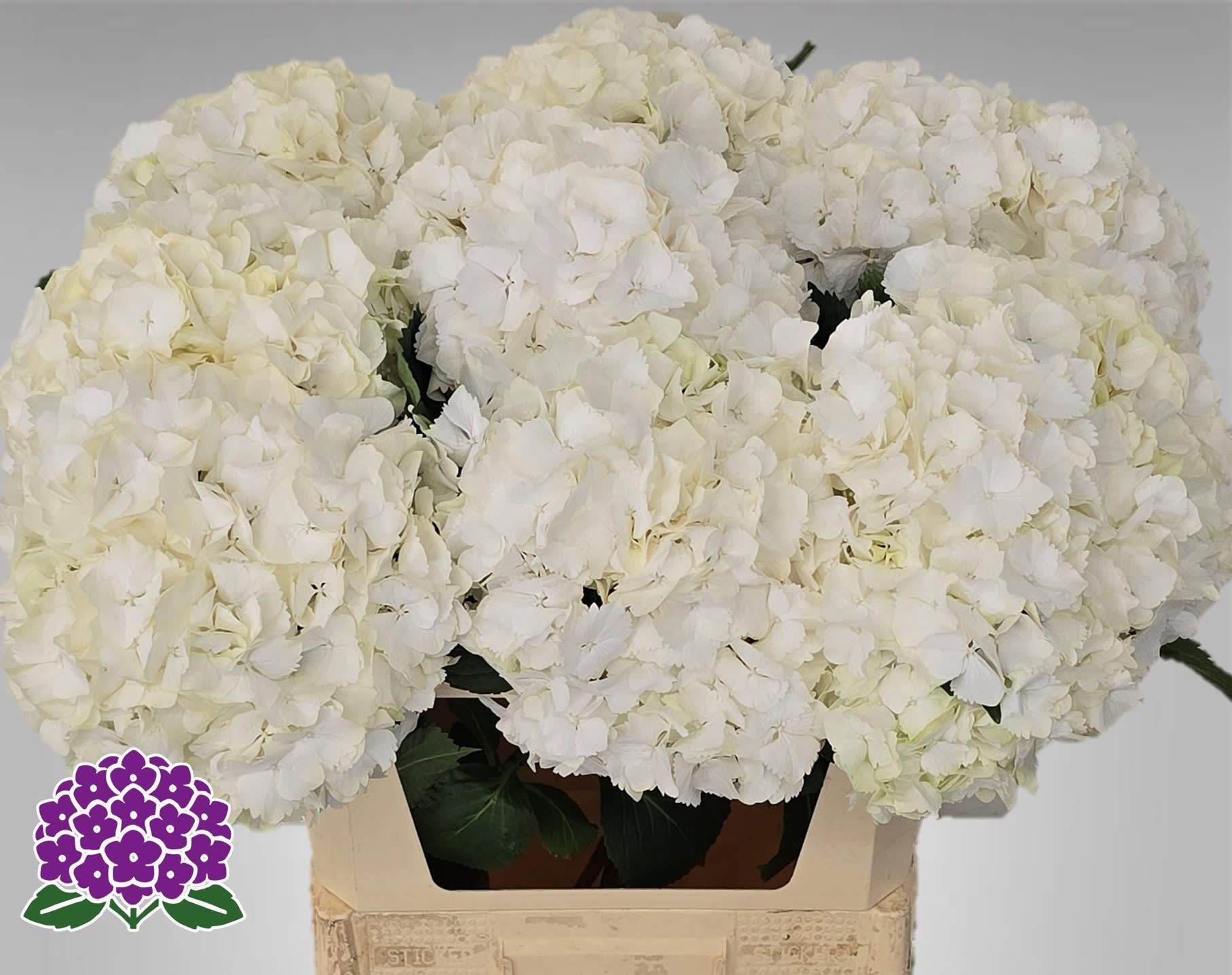 Срезанные цветы оптом Hydrangea my beautiful akito от 10шт из Голландии с доставкой по России