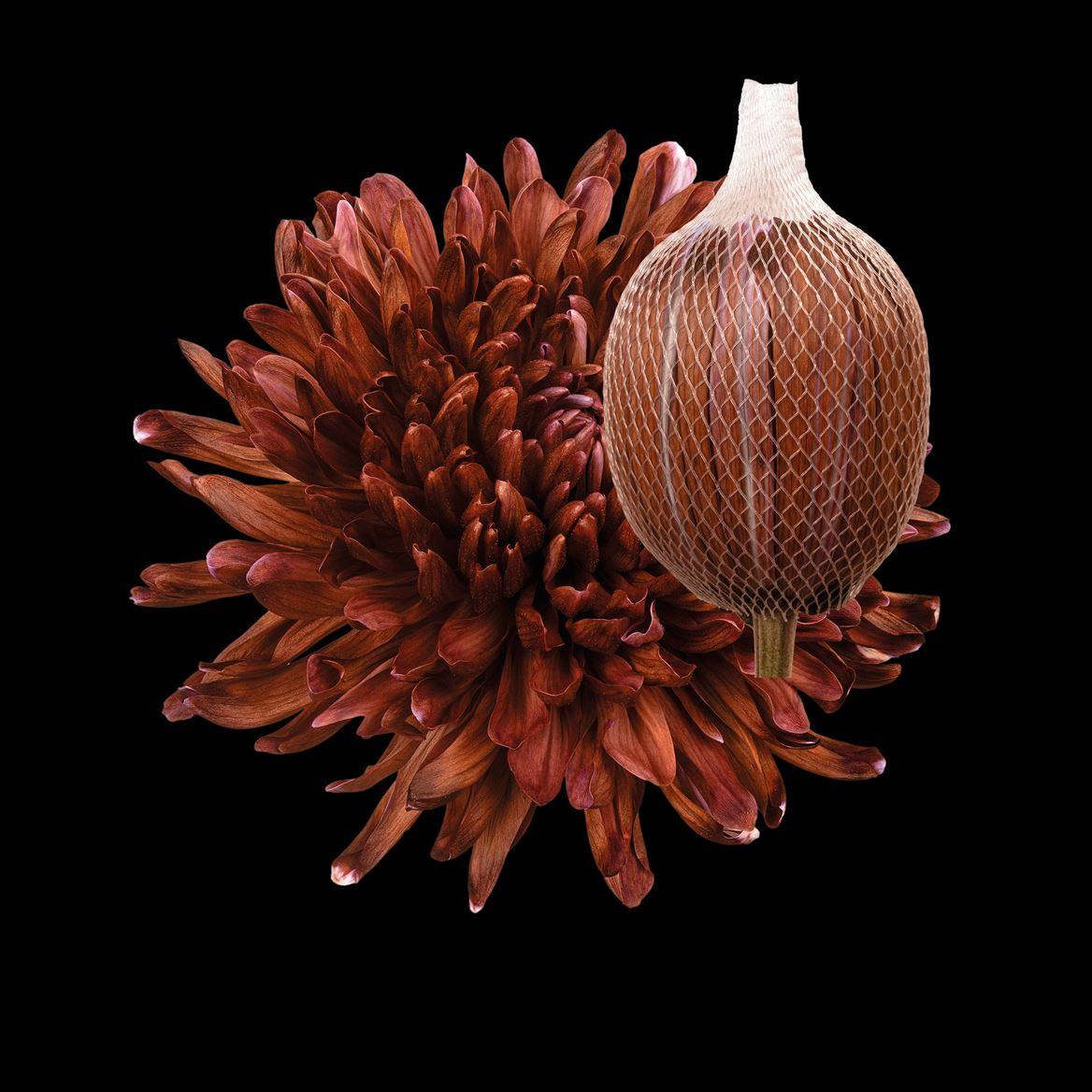 Срезанные цветы оптом Chrys bl paint antonov brown от 40шт из Голландии с доставкой по России