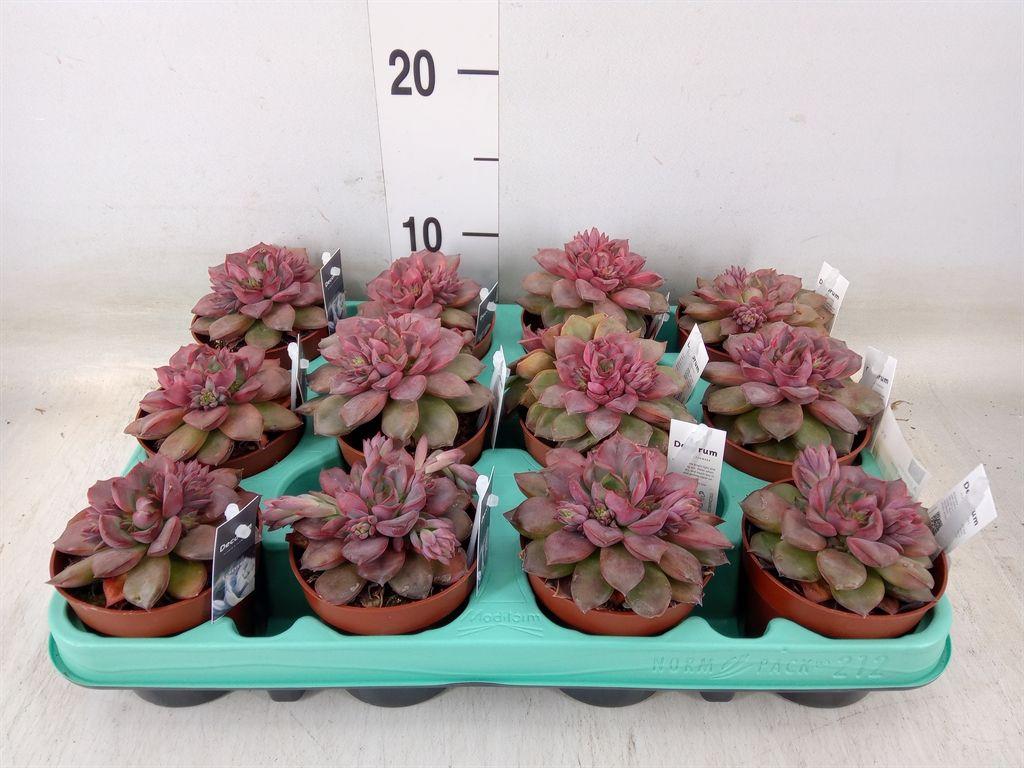 Горшечные цветы и растения оптом Echeveria   ... от 12шт (для телеги) из Голландии с доставкой по России