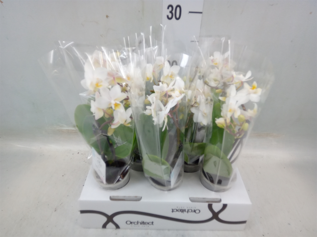 Горшечные цветы и растения оптом Phalaenopsis   ...mini от 8шт из Голландии с доставкой по России