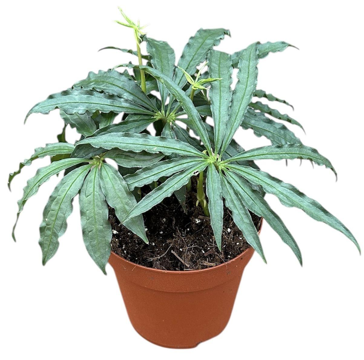 Горшечные цветы и растения оптом Anthurium Polyschistum от 1шт из Голландии с доставкой по России