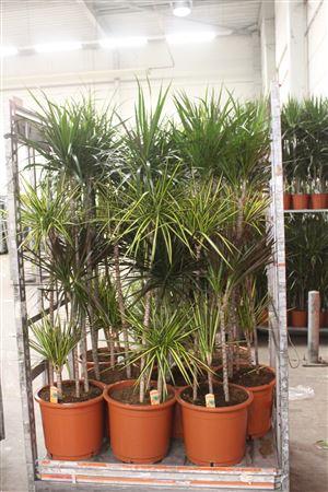 Горшечные цветы и растения оптом Dra Gem 120-90-6-30 4 Stekken от 1шт из Голландии с доставкой по России