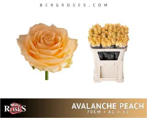 Срезанные цветы оптом Rosa la peach avalanche+ от 60шт из Голландии с доставкой по России